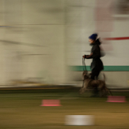 18.01.28. Rally Obedience 05.jpg