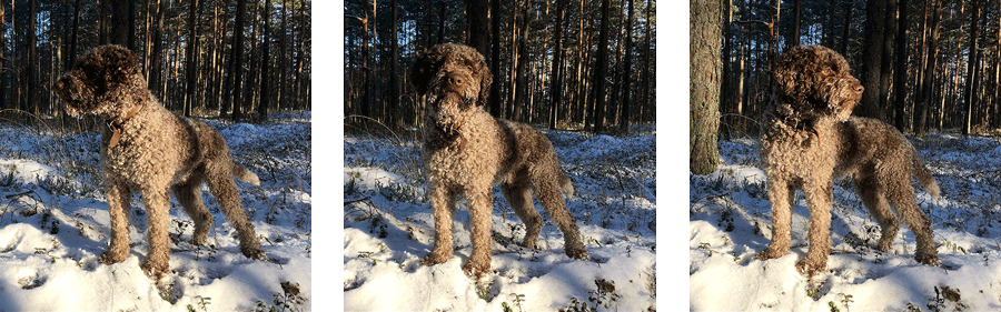 Ferdinand Bella Mia from different angles